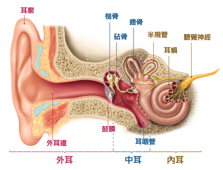 hearing-problem-right.png